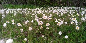 Anemone sylvestris Metsülane